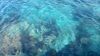 100225.morito_a.jpg