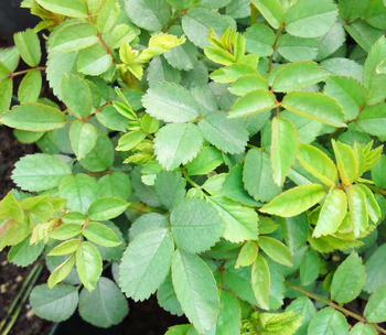 100331_midori.jpg