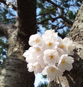 100331_sakura_a.jpg