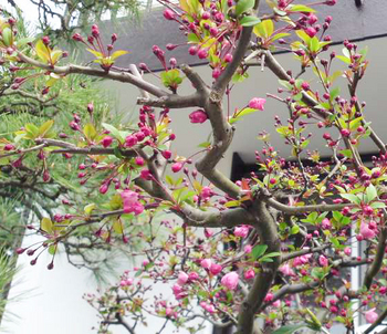 100331_sakura_b.jpg