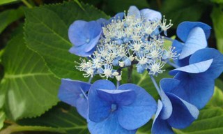 110624_hanateru-ajisai_d.jpg