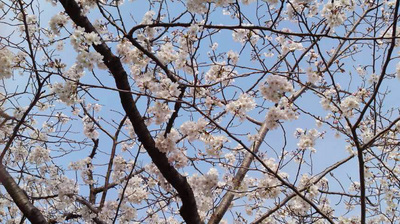 130324_hanateru_sakura_a.jpg