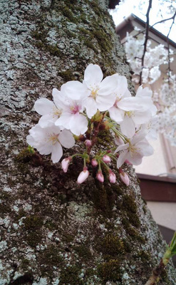 130324_hanateru_sakura_b.jpg