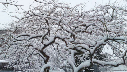 140208_hanateru_snow_a.jpg