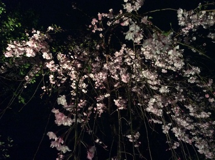 150411_hanateru_a.jpg
