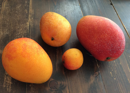 150726_hanateru_mango.jpg