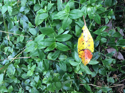151107_hanateru_a.jpg