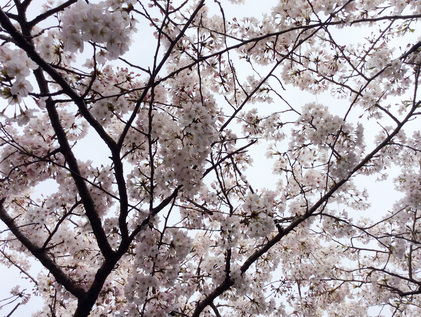 160331_hanateru_a.jpg