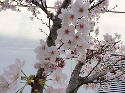 160331_hanateru_sakura.jpg
