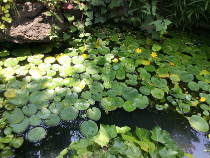 160701_hanateru_d.jpg