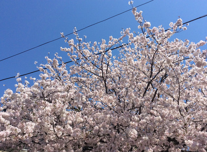 170413_hanateru_sakura.jpg